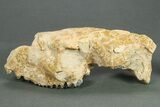 Partial Oreodont (Merycoidodon) Upper Skull - South Dakota #269855-1